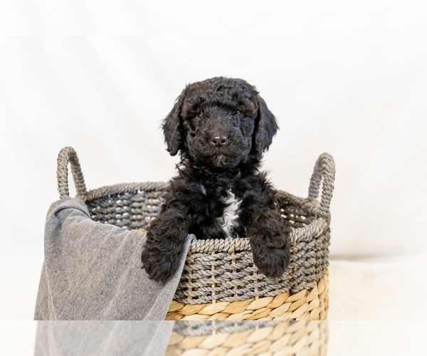 Medium Photo #4  Breeder Profile in WEST JORDAN, UT, USA