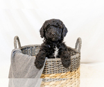 Small #3 Breeder Profile image