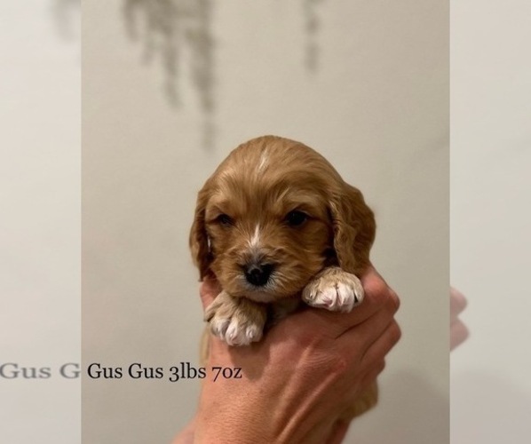 Medium Photo #2  Breeder Profile in ROCKLIN, CA, USA