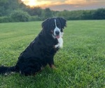 Small #4 Breeder Profile image