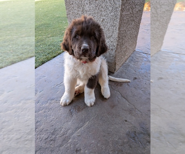 Medium Photo #39  Breeder Profile in LAS VEGAS, NV, USA
