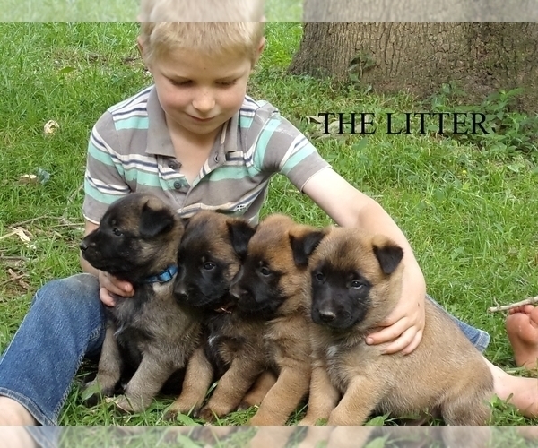 Medium Photo #1  Breeder Profile in CLEVELAND, GA, USA