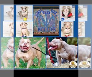 American Bully Dog Breeder near CLINTON, MD, USA