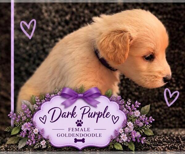 Medium Photo #29  Breeder Profile in MIDDLETOWN, OH, USA