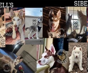 Siberian Husky Dog Breeder near RICHLAND, MS, USA