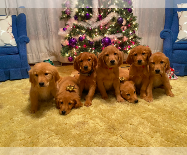 Medium Photo #1  Breeder Profile in INDIANA BEACH, IN, USA