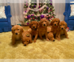Small breeder photo