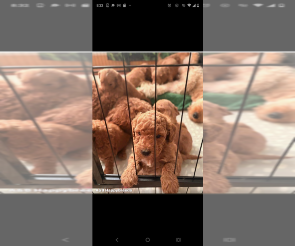 Medium Photo #1  Breeder Profile in CLEVELAND, OH, USA