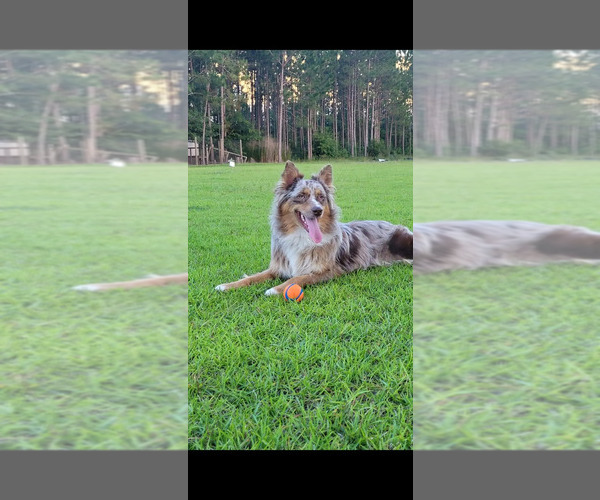 Medium Photo #65  Breeder Profile in HOMERVILLE, GA, USA