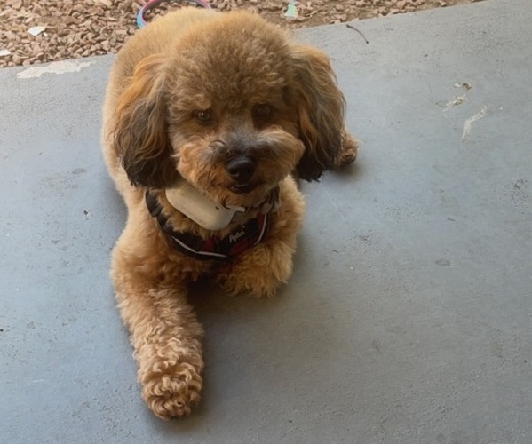 Medium Photo #1  Breeder Profile in CLARKSTON, GA, USA