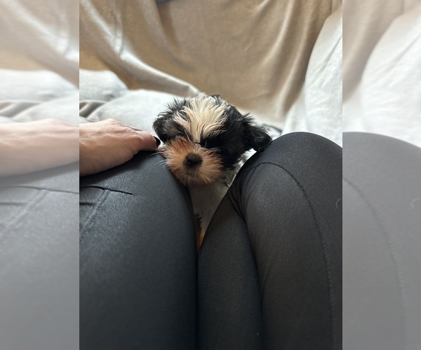Medium Photo #10  Breeder Profile in HARRISBURG, PA, USA