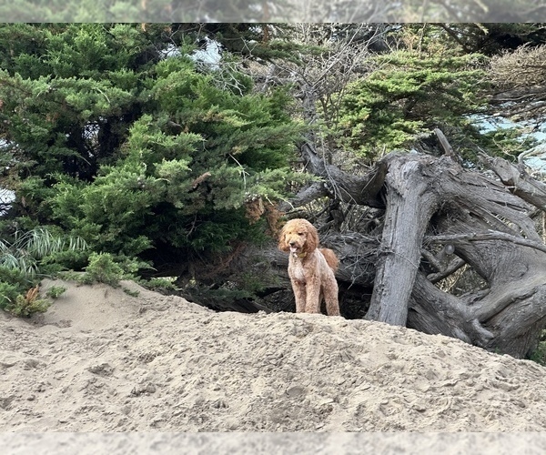 Medium Photo #5  Breeder Profile in DALY CITY, CA, USA
