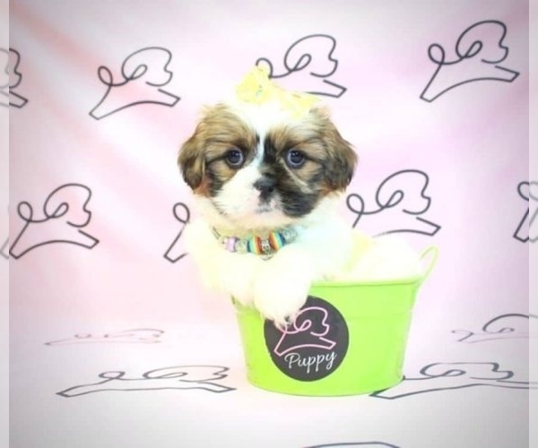 Medium Photo #18  Breeder Profile in LAS VEGAS, NV, USA