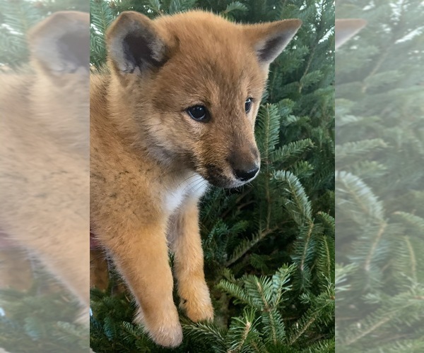 Medium Photo #1  Breeder Profile in SAINT PETERSBURG, FL, USA