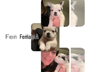 French Bulldog Dog Breeder near BUFORD, GA, USA