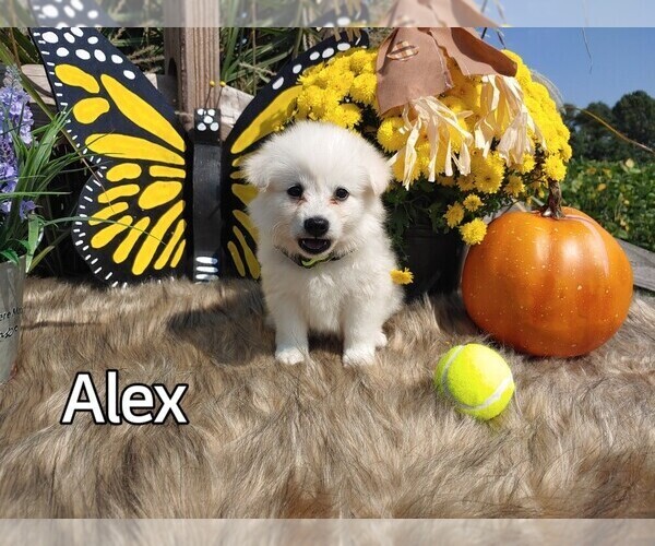 Medium Photo #1  Breeder Profile in CLEVERSBURG, PA, USA