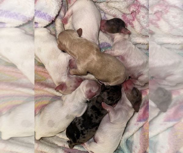 Medium Photo #1  Breeder Profile in ERWIN, TN, USA