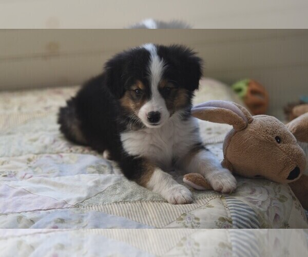 Medium Photo #14  Breeder Profile in PARIS, MI, USA