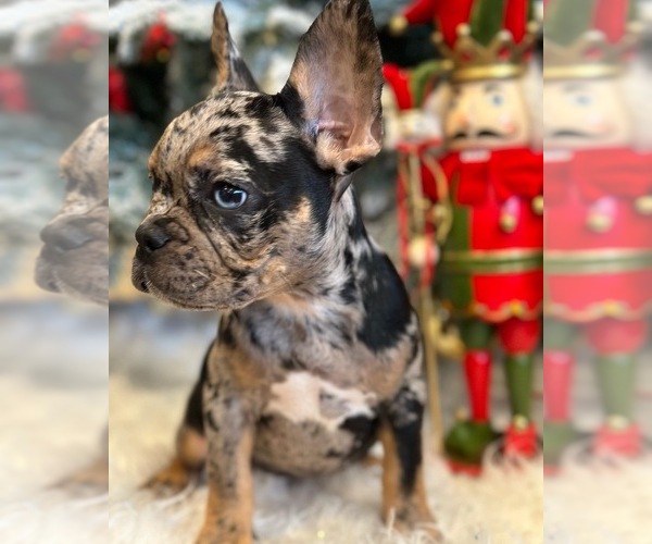Medium Photo #1  Breeder Profile in BOCA RATON, FL, USA