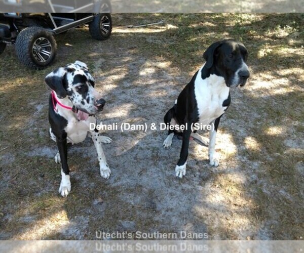 Medium Photo #1  Breeder Profile in LAKE PARK, GA, USA