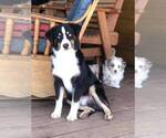 Small Photo #6  Breeder Profile in GEORGETOWN, TX, USA