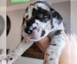 Small #16 Breeder Profile image
