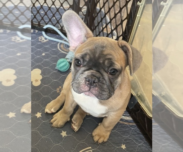 Medium Photo #18  Breeder Profile in PERRIS, CA, USA