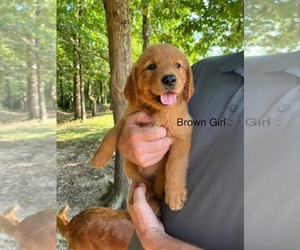 Golden Retriever Dog Breeder near SANDERSVILLE, GA, USA