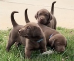 Small breeder photo