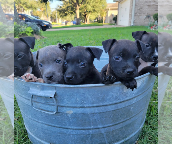 Medium Photo #7  Breeder Profile in HOUSTON, TX, USA