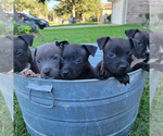 Small #6 Breeder Profile image