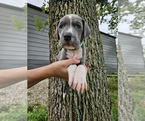 Medium Photo #6  Breeder Profile in WALNUT GROVE, MO, USA