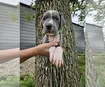 Small Photo #6  Breeder Profile in WALNUT GROVE, MO, USA