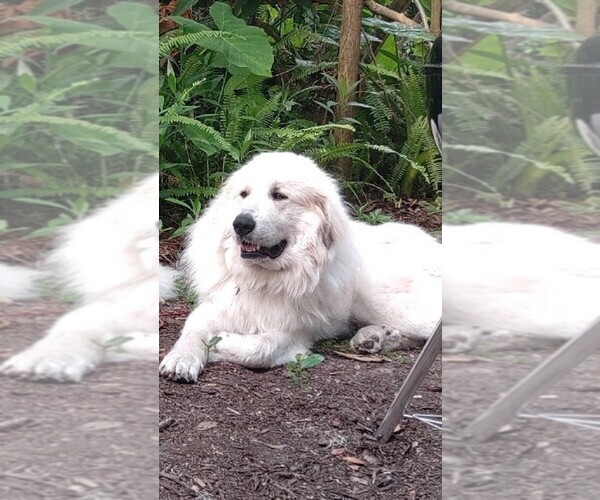 Medium Photo #1  Breeder Profile in MELROSE, FL, USA