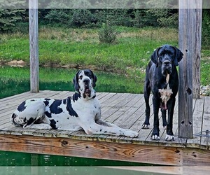 Great Dane Dog Breeder in GLENFORD,  USA