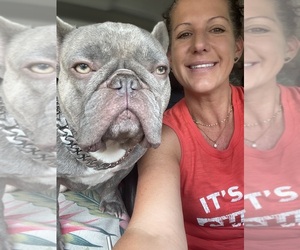 French Bulldog Dog Breeder near CALLAHAN, FL, USA