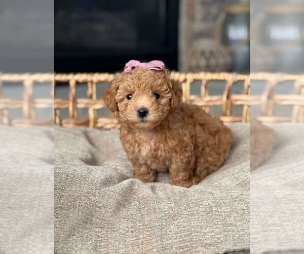Medium Photo #4  Breeder Profile in BYRON CENTER, MI, USA
