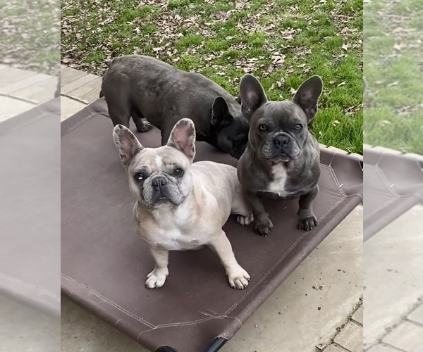 Medium Photo #1  Breeder Profile in BOAZ, AL, USA