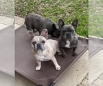 Small breeder photo