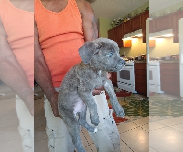 Medium Photo #1  Breeder Profile in COLUMBIA, SC, USA