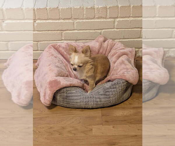 Medium Photo #6  Breeder Profile in MIDLAND, TX, USA