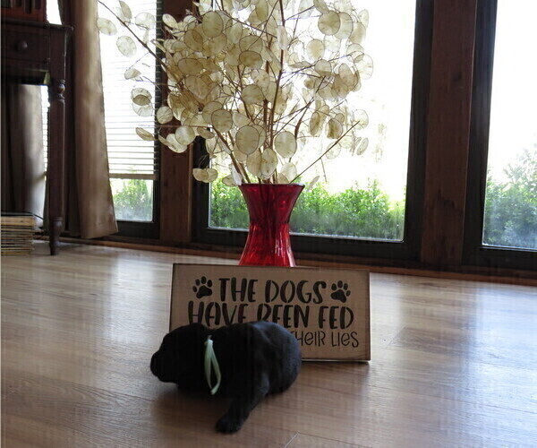Medium Photo #14  Breeder Profile in ELIZABETH, WV, USA