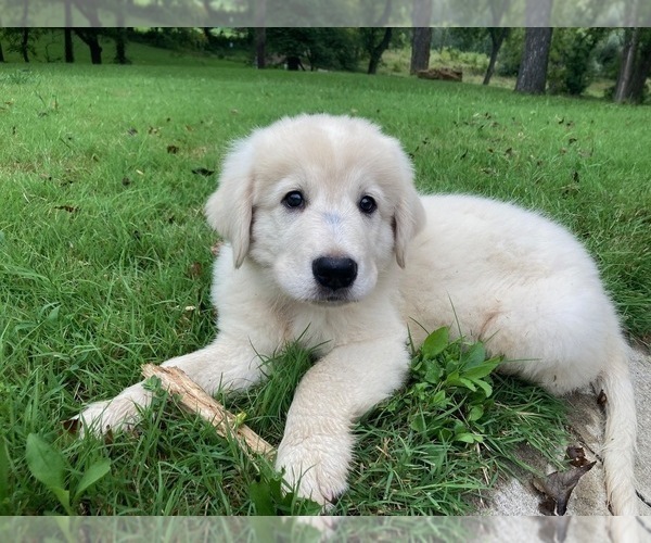 Medium Photo #4  Breeder Profile in LECOMPTON, KS, USA