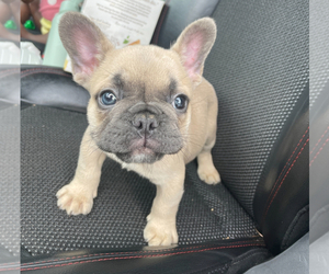 French Bulldog Dog Breeder near COVINGTON, GA, USA