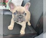 Small breeder photo