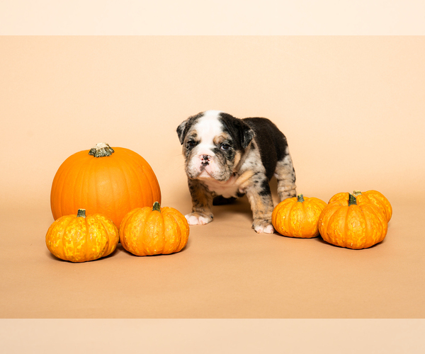 Medium Photo #4  Breeder Profile in HOUSTON, TX, USA