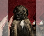 Small #6 Breeder Profile image