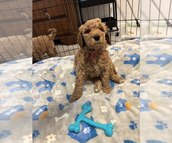Medium Photo #2  Breeder Profile in CEDAR RAPIDS, IA, USA