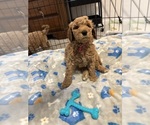 Small #1 Breeder Profile image