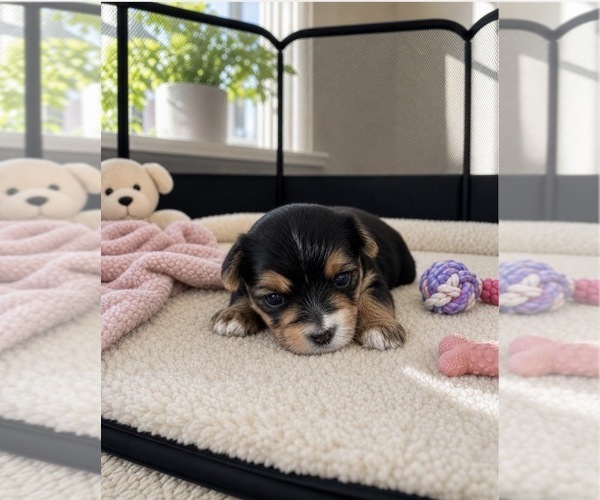 Medium Photo #4  Breeder Profile in CHICAGO, IL, USA